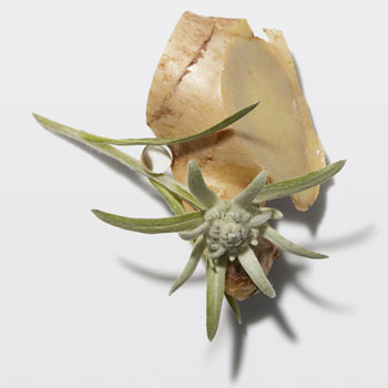 Kérastase Genesis Ingrédient Gingembre Edelweiss Kérastase Genesis Ingrédient Gingembre Edelweiss