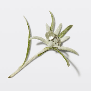 Kérastase Genesis Edelweiss Kérastase Genesis Edelweiss