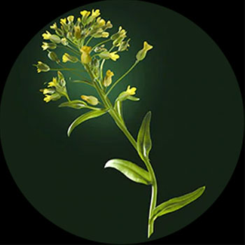 Cameline Absolue Kératine René Furterer Cameline Absolue Kératine René Furterer