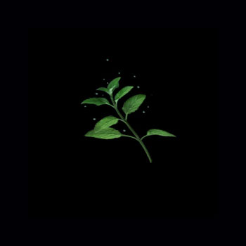 Huile Essentielle Menthe René Furterer Huile Essentielle Menthe René Furterer