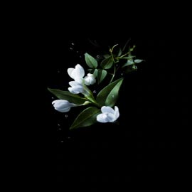 Extrait de Moringa René Furterer Extrait de Moringa René Furterer