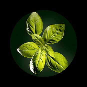 Huile Essentielle de Basilic Naturia René Furterer Huile Essentielle de Basilic Naturia René Furterer