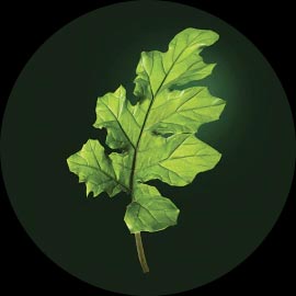 Extrait d'Acanthe René Furterer Extrait d'Acanthe René Furterer