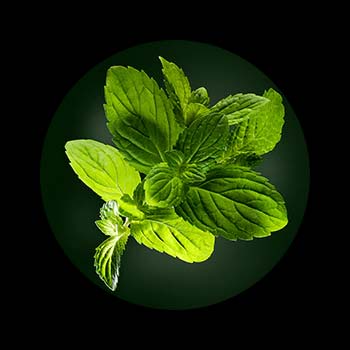 Shampooing Sec Naturia René Furterer Huile Essentielle Froide de Menthe Shampooing Sec Naturia René Furterer Huile Essentielle Froide de Menthe