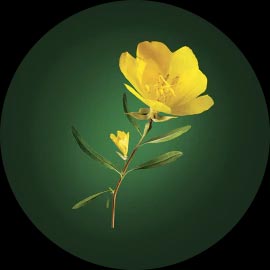 Extrait d'Onagre René Furterer Extrait d'Onagre René Furterer